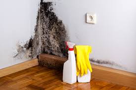 Why You Should Choose Our Mold Remediation Services in Vinton, TX